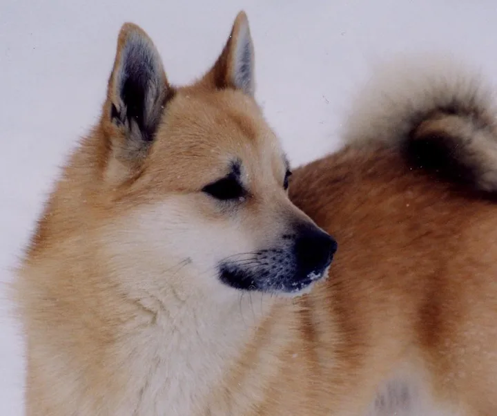 Meet the Norwegian Buhund—Dog of the Vikings