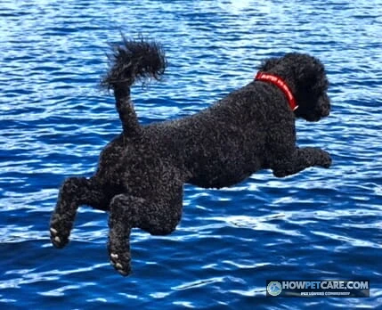 Water Dog Breeds: Complete Guide, Comparisons & Safety 1 Portuguese water dog swimming happily in a clear freshwater lake