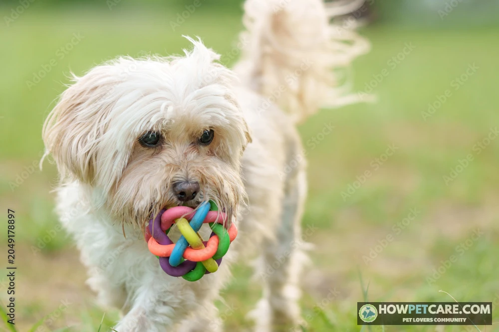 Curious dog exploring colorful balls learning what colors can dogs see