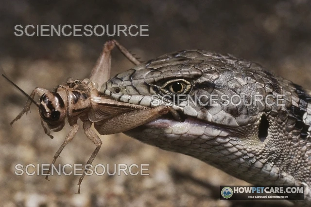 Understanding what do lizards eat across different species and diets