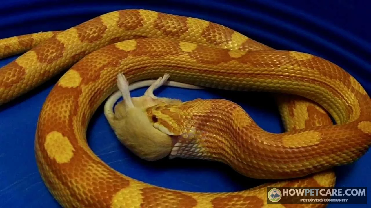 A captive corn snake feeding, illustrating what do snakes eat as obligate carnivores