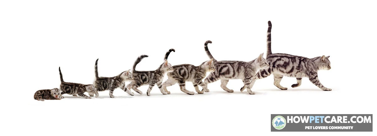 When Do Cats Stop Growing? Age, Breed Limits & Feeding Guide 1 Understanding when do cats stop growing from juvenile kitten to full adult size