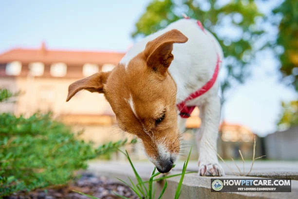 Curious golden retriever on a lawn explaining why do dogs eat poop