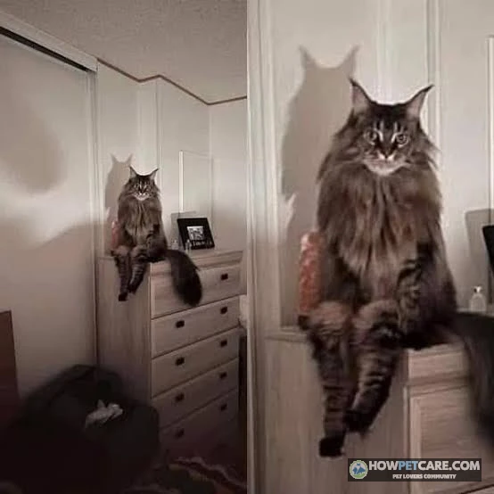 A cat staring at its owner with relaxed eyes in a sunlit home