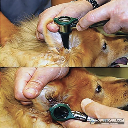 Veterinarian examining dog showing signs of yeast infection in dogs