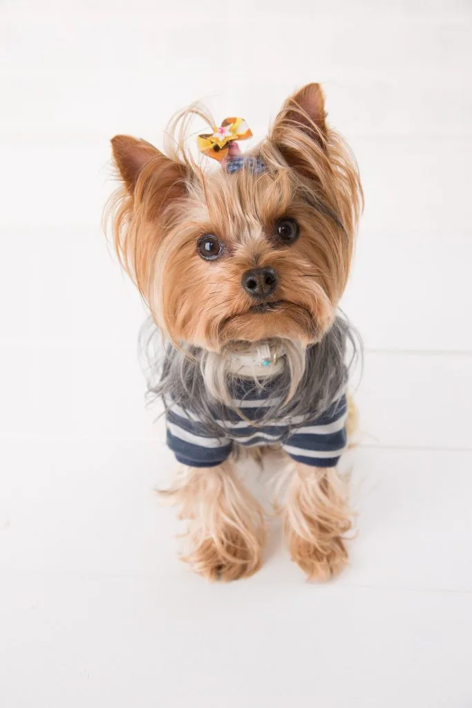 How To Protect Yorkie Paws Throughout the Year?